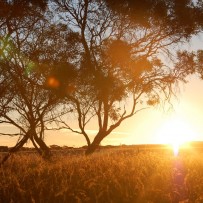 Sunsets are always beautiful at Longridge Estate.
