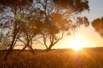 Sunsets are always beautiful at Longridge Estate.