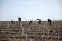 Planting the SHD orchard.