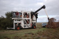 Starting the 2010 harvest.