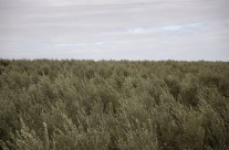 Tree tops.